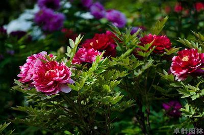 最美賞花季花期全攻略——上海植物園發(fā)布2014春季賞花全攻略